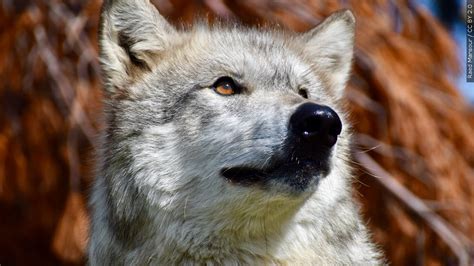 Judge denies cattle industry's request to temporarily halt wolf reintroduction in Colorado